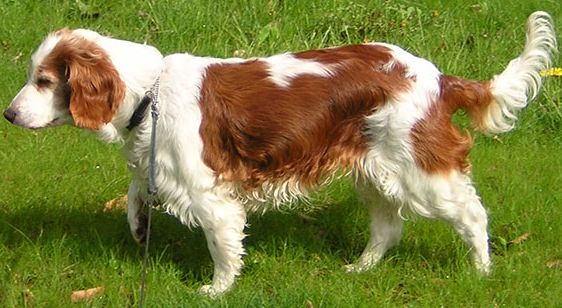 跳猎犬图片和价格 跳猎犬图片和价格