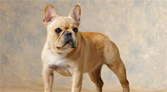 巴哥犬和法斗犬的区别 巴哥犬和法斗犬的区别
