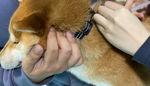 狂犬疫苗狗打几针 狂犬疫苗狗打几针