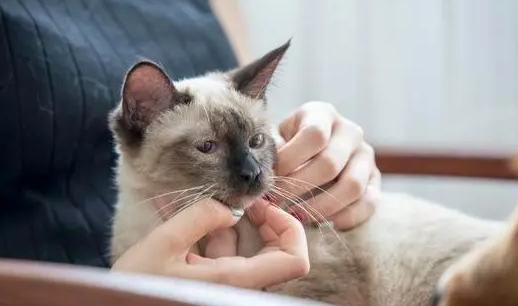 讨厌猫的女人性格分析 讨厌猫的女人性格分析