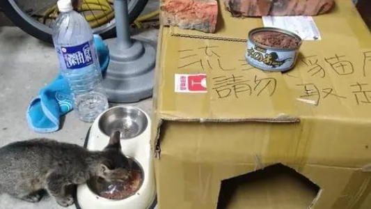 暖男盖猫窝给浪浪过冬,网揪角落怨念双眼,笑喷:抓包小三 暖男盖猫窝给浪浪过冬,网揪角落怨念双眼,笑喷:抓包小三