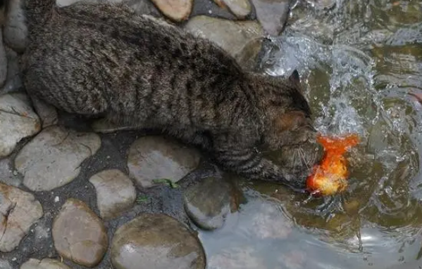 猫抓鱼APP是不是骗局