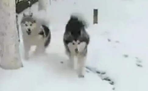 第一次见到雪的哈士奇高兴坏了,结果却被二货主人堆成了雪人 第一次见到雪的哈士奇高兴坏了,结果却被二货主人堆成了雪人