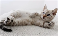 门外有猫叫是什么兆头