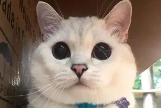 十大网红猫