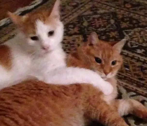 猫咪情深?两只猫咪结伴流浪,其中一只被收养又跑出来找小伙伴 猫咪情深?两只猫咪结伴流浪,其中一只被收养又跑出来找小伙伴