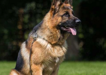 十大聪明警犬排名