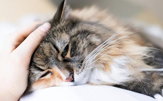 女人梦见猫说明老公有外遇 女人梦见猫说明老公有外遇