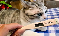 猫怎么看有没有发烧