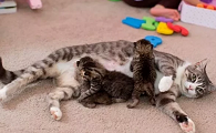 母猫生小猫时主人应该怎么做