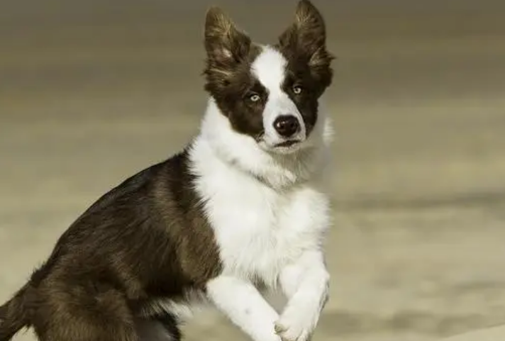 犬类智商排名第一名 犬类智商排名第一名
