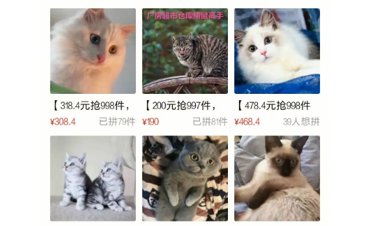 拼多多的猫为什么这么便宜 拼多多的猫为什么这么便宜