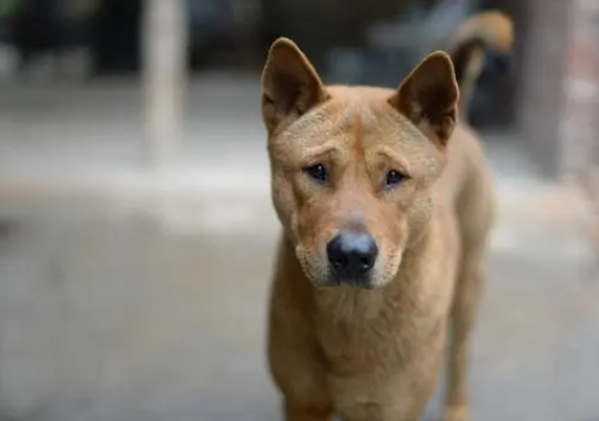 土狗聪明到什么程度