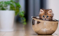 微型猫咪有哪些品种