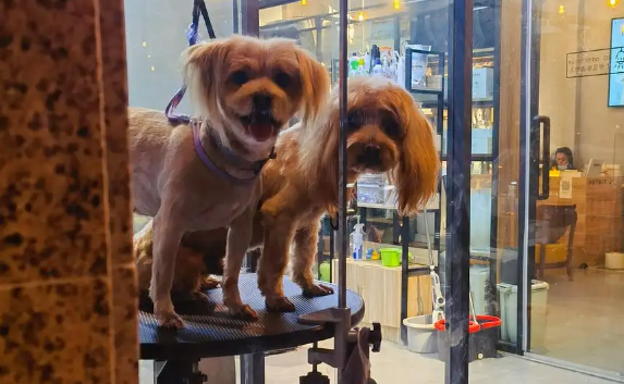 在宠物店被狗狗抓伤,谁来负责? 在宠物店被狗狗抓伤,谁来负责?