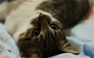闹猫是怎么回事