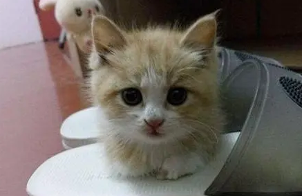 小猫自来熟怎么办 小猫自来熟怎么办