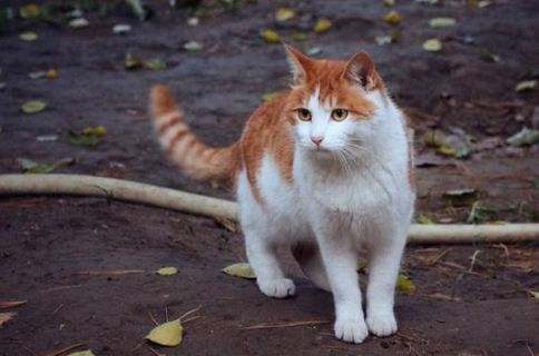 猫最怕什么能赶走它 猫最怕什么能赶走它