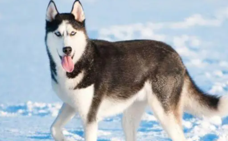 雪橇犬三傻是哪三傻