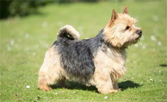 挪威梗幼犬智商