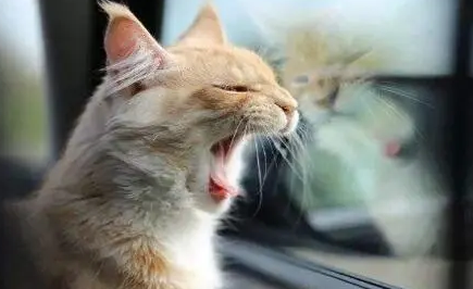 猫坐私家车能坐几小时