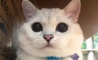 十大网红猫