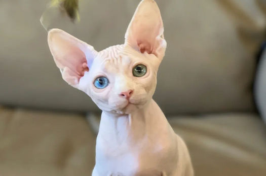 全身没有毛的猫是什么猫