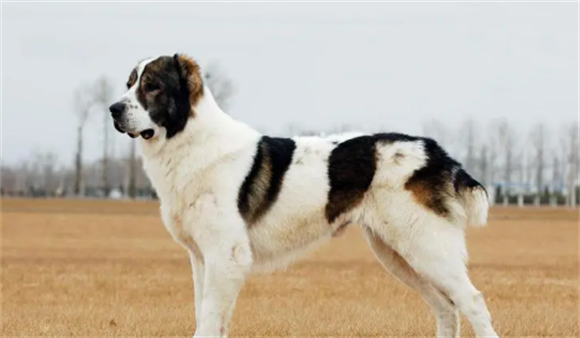 中亚牧羊犬禁养吗 中亚牧羊犬禁养吗