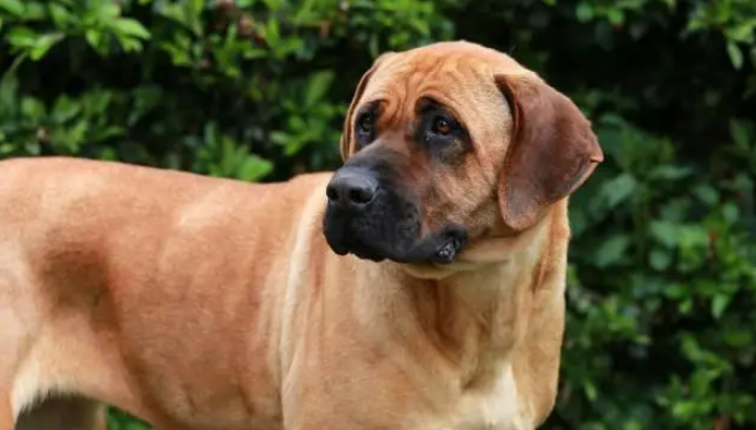 土佐犬幼崽多少钱一只 土佐犬幼崽多少钱一只