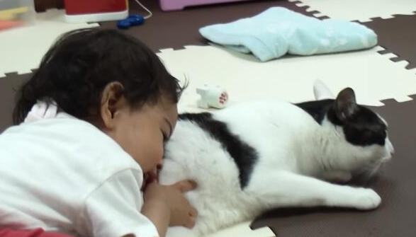 宝宝一直赖着猫咪,把它当专属枕头,猫咪反应令人暖哭 宝宝一直赖着猫咪,把它当专属枕头,猫咪反应令人暖哭