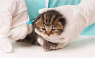 小猫需要打什么疫苗