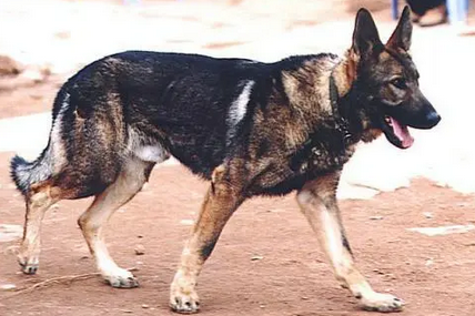 昆明狼犬和德国牧羊犬