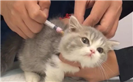 猫疫苗多久打一次