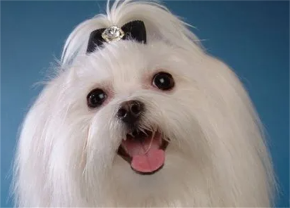 马尔济斯犬智商相当于几岁