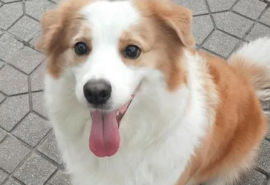 母犬起名字大全