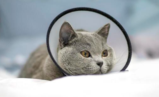 近2000家宠物医院,能否撑起新瑞鹏赴美上市梦