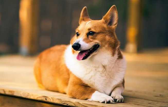 铁包金土狗有什么含义