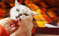 小猫一到早上就舔人脸蹭主人