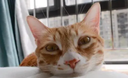 猫转世需要多少天 猫转世需要多少天