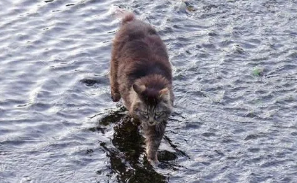 猫在水上跑是真的吗