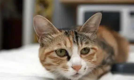 宠怡猫条价格 宠怡猫条价格