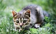 猫脂肪粒图片大全