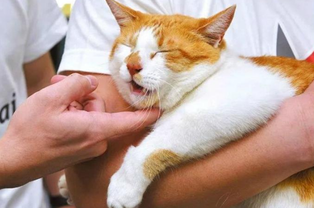 日本一只橘猫因为妨碍公务,被人举报后逮捕 日本一只橘猫因为妨碍公务,被人举报后逮捕