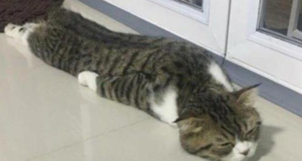 冬天北方的猫咪，每天都被热成“毛毛虫”，南方网友：羡慕