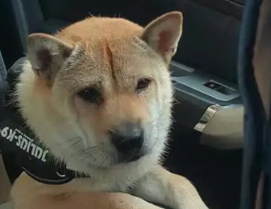 成都禁养的犬中包括中华田园犬，这会引起田园犬绝种吗？看完明白