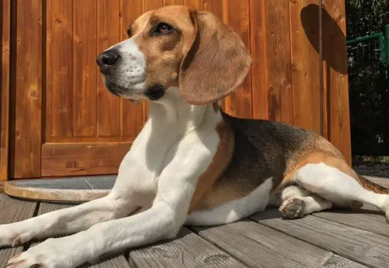 世界十大顶级猎犬