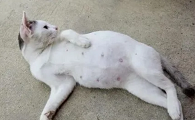 母猫没生完的迹象