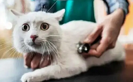 猫中毒自救的土方法