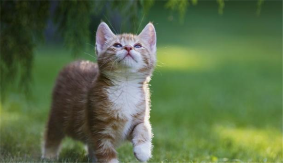 稀释的84拖地猫会中毒吗 稀释的84拖地猫会中毒吗