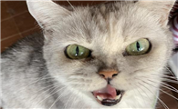 猫用竖瞳看人